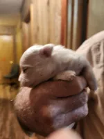 Bougie Baby, a female Maltese for sale in Terrell, TX – 2 of 2