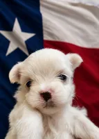 Texas Bougie Baby, a female Maltese for sale in Terrell, TX – 1 of 1