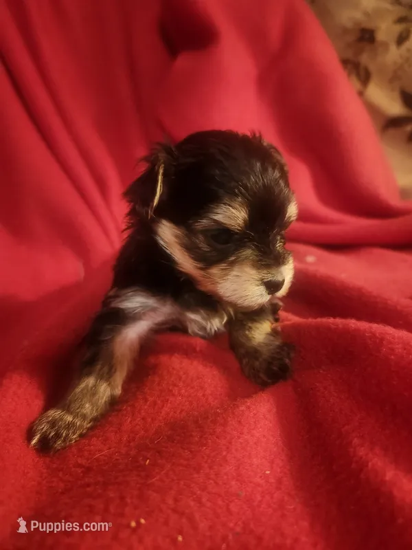 Pooh – Morkie puppy for sale in Terrell, TX