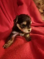 Pooh, a male Morkie for sale in Terrell, TX – 1 of 1