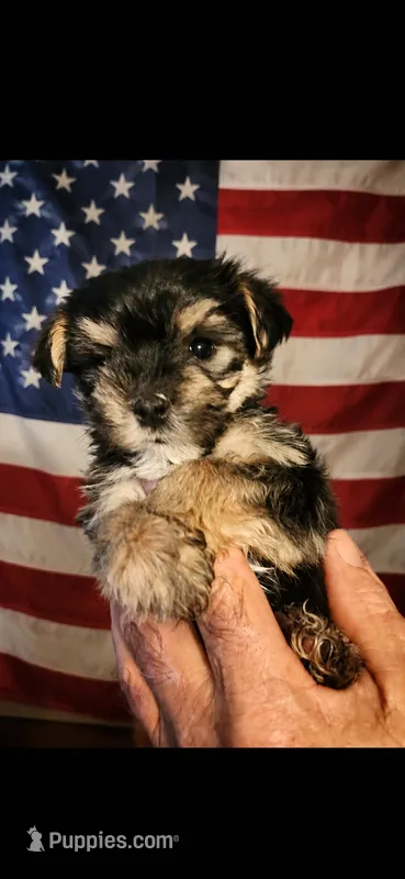 Pooh – Morkie puppy for sale in Terrell, TX