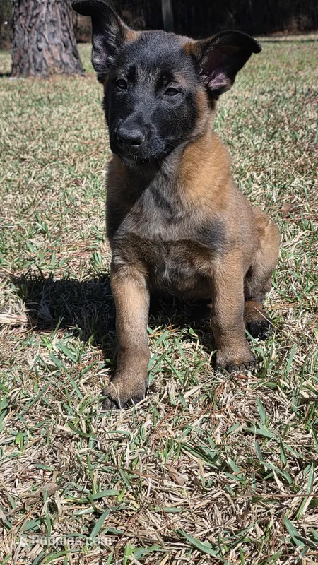 Yellow female – Belgian Malinois puppy for sale in New Waverly, TX