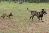 Yellow female, a female Belgian Malinois for sale in New Waverly, TX – Photo 6 of 10