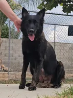 Dark pink female, a female Belgian Malinois for sale in New Waverly, TX – Photo 7 of 8