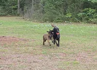 Yellow female, a female Belgian Malinois for sale in New Waverly, TX – Photo 5 of 10