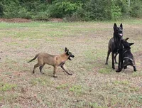Yellow female, a female Belgian Malinois for sale in New Waverly, TX – Photo 4 of 10