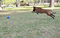 Yellow female, a female Belgian Malinois for sale in New Waverly, TX – Photo 2 of 10