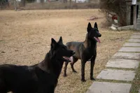 Yellow female, a female Belgian Malinois for sale in New Waverly, TX – Photo 6 of 8