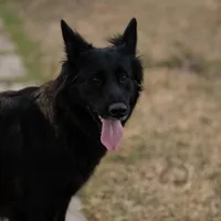 Yellow female, a female Belgian Malinois for sale in New Waverly, TX – Photo 8 of 10