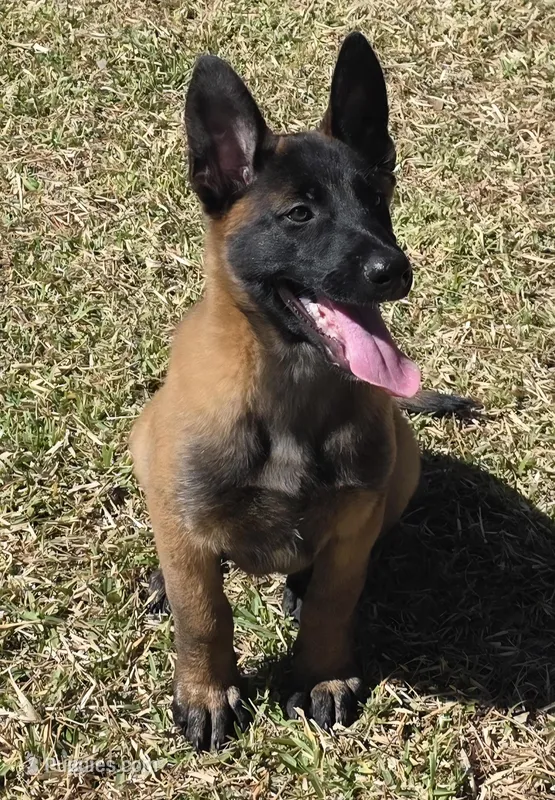 Yellow female – Belgian Malinois puppy for sale in New Waverly, TX