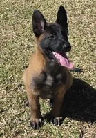 Yellow female, a female Belgian Malinois for sale in New Waverly, TX – Photo 1 of 10