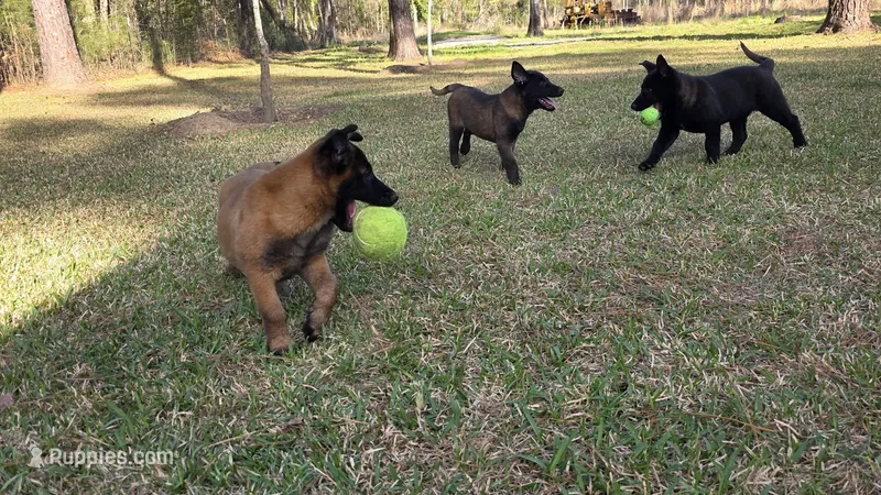 Yellow female – Belgian Malinois puppy for sale in New Waverly, TX