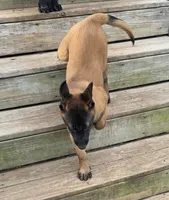 Yellow female, a female Belgian Malinois for sale in New Waverly, TX – Photo 3 of 10