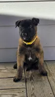 Yellow female, a female Belgian Malinois for sale in New Waverly, TX – Photo 1 of 8