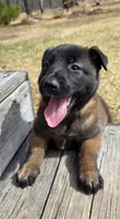 Light pink female, a female Belgian Malinois for sale in New Waverly, TX – Photo 1 of 7