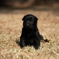 Male 4, a female Belgian Malinois for sale in New Waverly, TX – Photo 1 of 3