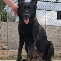 Male 4, a female Belgian Malinois for sale in New Waverly, TX – Photo 3 of 3