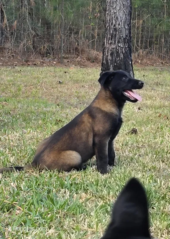 Purple female – Belgian Malinois puppy for sale in New Waverly, TX