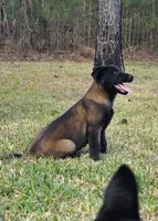 Purple female, a female Belgian Malinois for sale in New Waverly, TX – Photo 1 of 6
