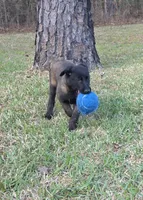 Purple female, a female Belgian Malinois for sale in New Waverly, TX – Photo 2 of 6