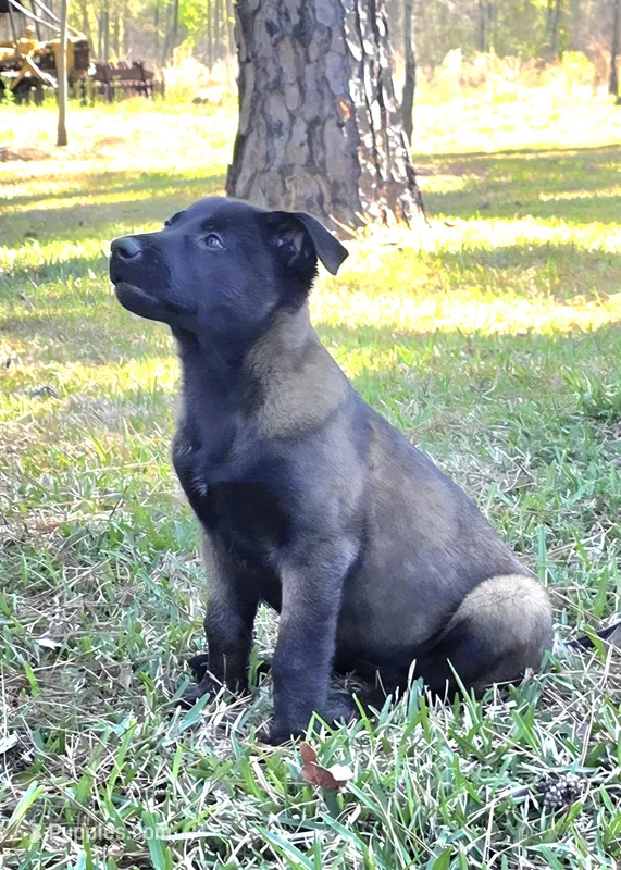 Purple female – Belgian Malinois puppy for sale in New Waverly, TX