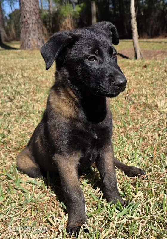 Purple female – Belgian Malinois puppy for sale in New Waverly, TX