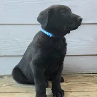 Blue male, a female Belgian Malinois for sale in New Waverly, TX – Photo 1 of 9