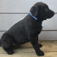 Blue male, a female Belgian Malinois for sale in New Waverly, TX – Photo 5 of 9