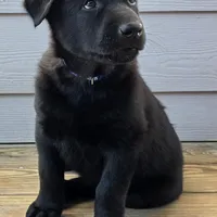 Blue male, a female Belgian Malinois for sale in New Waverly, TX – Photo 4 of 9