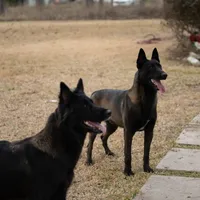 Blue male, a female Belgian Malinois for sale in New Waverly, TX – Photo 7 of 9
