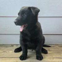 Blue male, a female Belgian Malinois for sale in New Waverly, TX – Photo 3 of 9