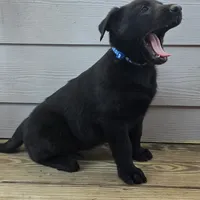 Blue male, a female Belgian Malinois for sale in New Waverly, TX – Photo 2 of 9