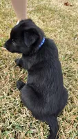 Dark blue male, a female Belgian Malinois for sale in New Waverly, TX – Photo 4 of 8
