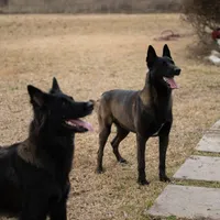 Red male, a male Belgian Malinois for sale in New Waverly, TX – Photo 9 of 10