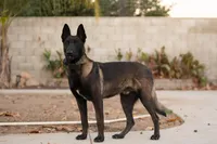 processed/f65538cf-e1eb-4920-bfe0-f05a43be8b62/listing/f9fe3cf3-7729-457c-a41b-4b1cd28695f5/1cd925af-f4f3-45b3-b346-3a8ed509b40f