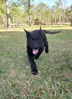 Red male, a male Belgian Malinois for sale in New Waverly, TX – Photo 3 of 10