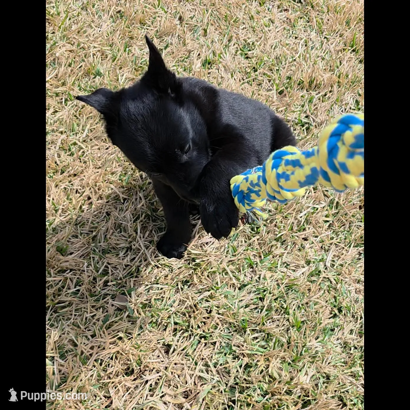 Red male, a female Belgian Malinois for sale in New Waverly, TX – Photo 4 of 6