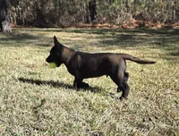 Red male, a male Belgian Malinois for sale in New Waverly, TX – Photo 6 of 10