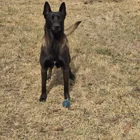Red male, a male Belgian Malinois for sale in New Waverly, TX – Photo 8 of 10
