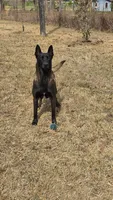 Red male, a female Belgian Malinois for sale in New Waverly, TX – Photo 6 of 6