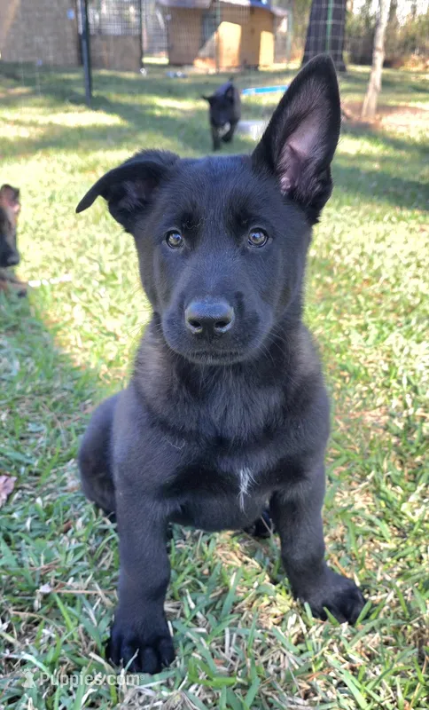 Red male – Belgian Malinois puppy for sale in New Waverly, TX