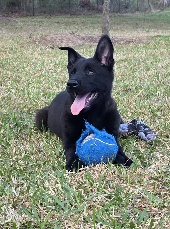 Red male – Belgian Malinois puppy for sale in New Waverly, TX