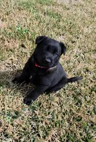 Red male, a female Belgian Malinois for sale in New Waverly, TX – Photo 1 of 6