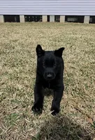 Red male, a female Belgian Malinois for sale in New Waverly, TX – Photo 3 of 6