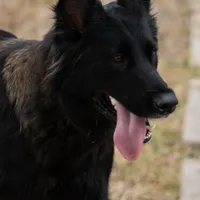 Red male, a male Belgian Malinois for sale in New Waverly, TX – Photo 10 of 10