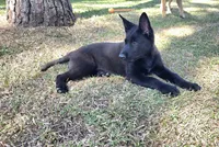 Red male, a male Belgian Malinois for sale in New Waverly, TX – Photo 1 of 10