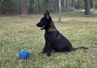 Red male, a male Belgian Malinois for sale in New Waverly, TX – Photo 4 of 10