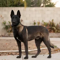 Red male, a male Belgian Malinois for sale in New Waverly, TX – Photo 7 of 10