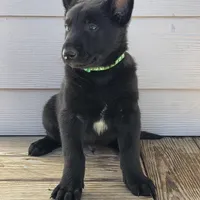 Green  male, a female Belgian Malinois for sale in New Waverly, TX – Photo 2 of 8