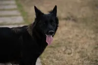 Green  male, a female Belgian Malinois for sale in New Waverly, TX – Photo 6 of 8